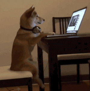 Can I have pets.gif